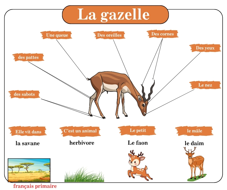 les animaux apprendre en s’amusant